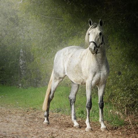White Arabian Horse Standing By Hedge Art Print By Christiana Stawski