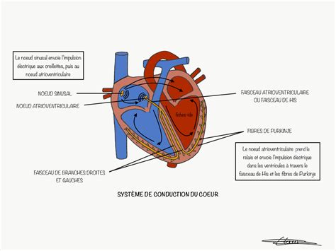 9 Système De Conduction Du Coeur 3 Fiches Ide