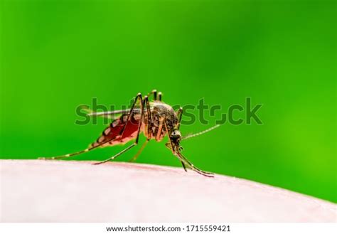 Dangerous Zika Infected Mosquito Bite On Stock Photo Edit Now 1715559421