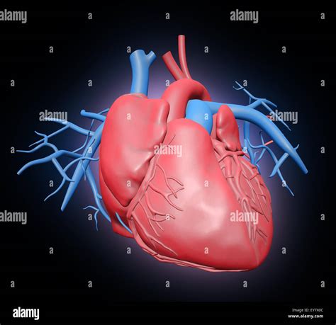 Human Heart Illustration Cardiovascular System Stock Photo Alamy