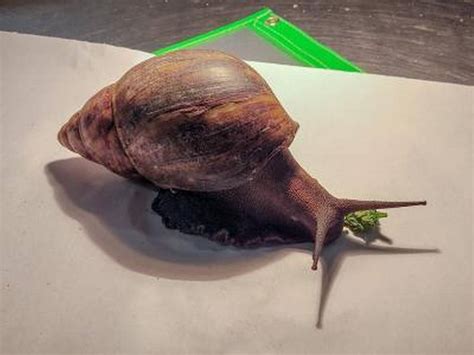 Giant Highly Invasive Snail Is Seized From Suitcase At Atlanta