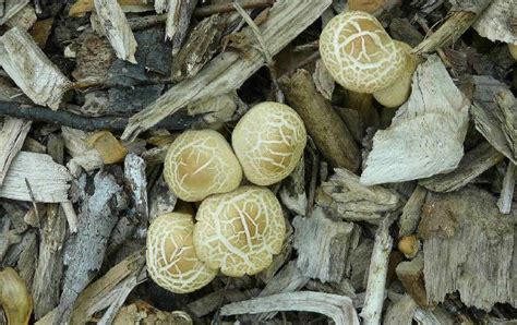 Kentucky Mushroom Id Mushroom Hunting And Identification Shroomery