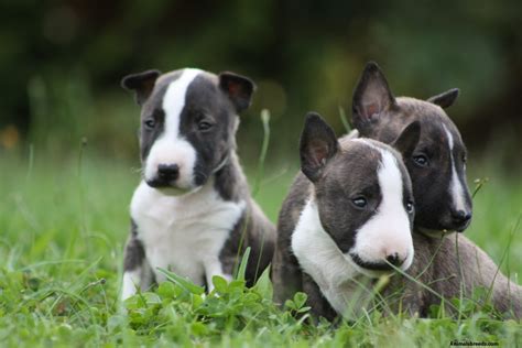 Miniature Bull Terrier Pictures Information Temperament