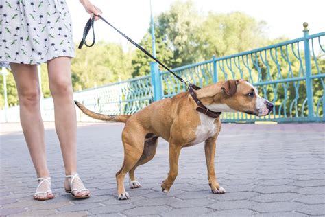 How To Stop Your Dog From Pulling On The Leash Canine Weekly