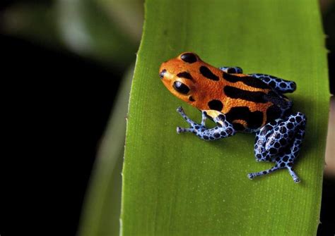 Tapirs are varied in size, but the average measurement is 2 in the tropical rainforest, normally the animals tend to be medium to small. South America | Rainforest Alliance | Poison dart frogs, Rainforest animals, Poison frog