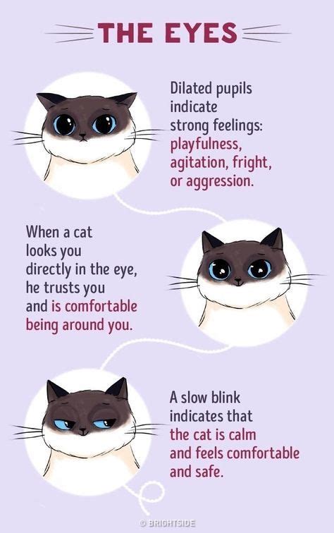 These Illustrations Will Help You Understand Cat Language Better I
