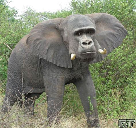 Gorilla Elephant Hybrid Animal Mashups Photoshopped Animals Unusual