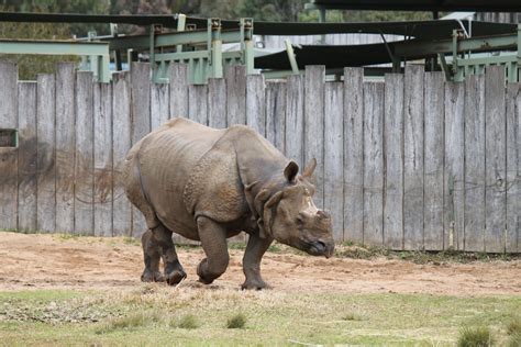 Greater One Horned Rhino Zoochat