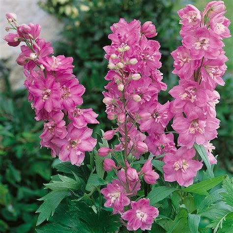 Delphinium Seeds Delphinium Cultorum Astolat Flower Seed