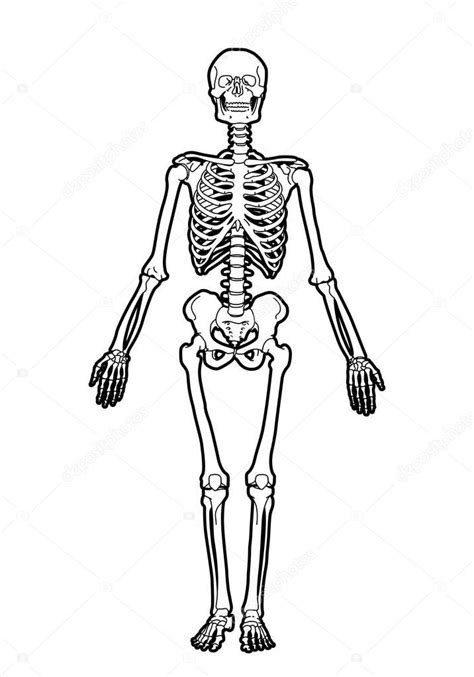 Esqueleto Humano — Ilustração De Stock Esqueleto Humano Desenhos De