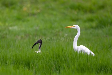 Great White Egret Ethiopia Wildlife Stock Photo Image Of Bird Ardea