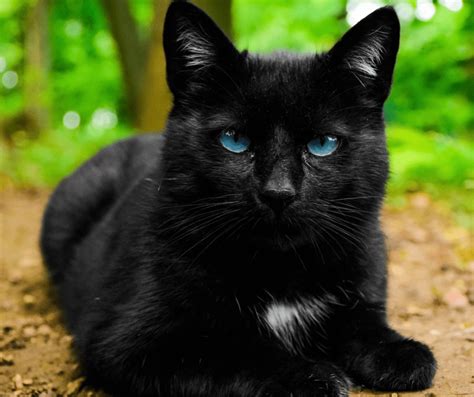 Black Cats With Blue Eyes Thatcatblog