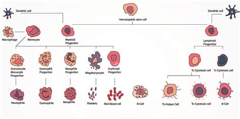 Blood Cell The Definitive Guide Biology Dictionary