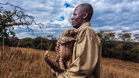 Pangolin species vary in size from about 1.6kg (~3.5 lbs) to a maximum of about 33kg (~73 lbs). Qué es un pangolín