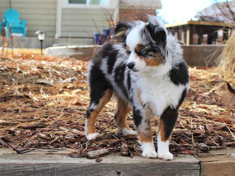 Our Dogs — Crowfoot Valley Toy Aussies