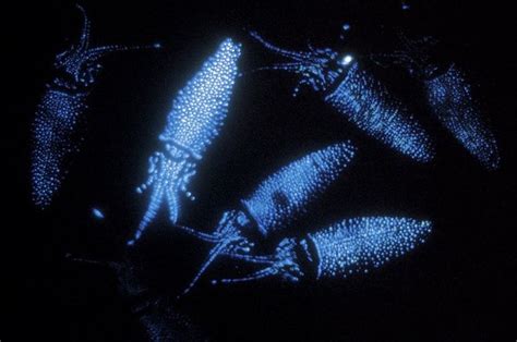 Firefly Squid Glow In The Dark Ocean Pictures Firefly