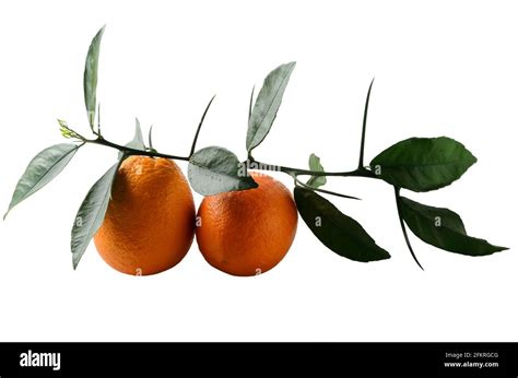 Ripe Juicy Oranges With A Natural Sprig With Leaves And Thorns Thick