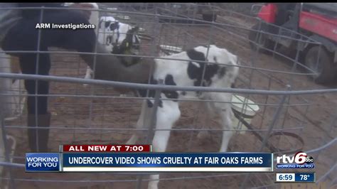 Farm Animal Cruelty
