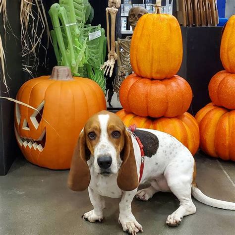 Pumpkins Skeletons And Witches Oh My 🎃 Thethirstywanderers Pumpkin Basset Hound Pumpkin