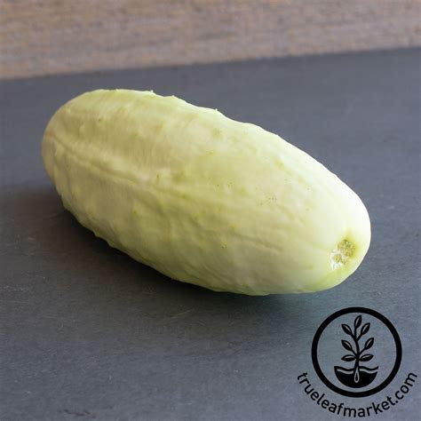 White Wonder Cucumber Seeds Grow Non Gmo Heirloom Garden Vegetables
