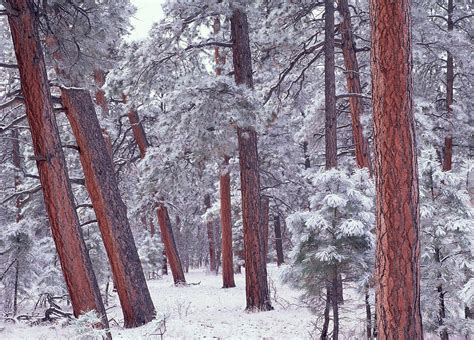 Ponderosa Pine Trees With Snow Grand Photograph By Tim Fitzharris Pixels