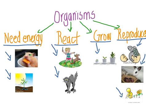Living Things Science Biology Characteristics Of