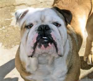 The bulldog breed comes from britain. Mini English Bulldog Puppies For Sale In Michigan
