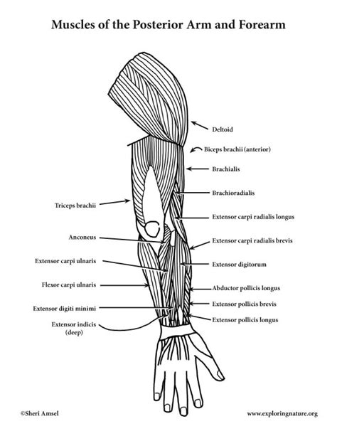 Arm Muscles Anatomy Labeled