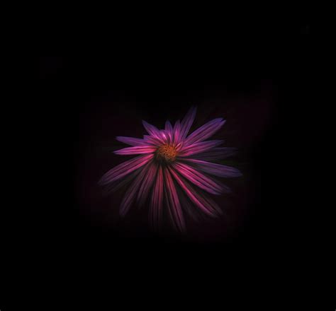 Dark Flower Wallpapers Top Free Dark Flower Backgrounds Wallpaperaccess