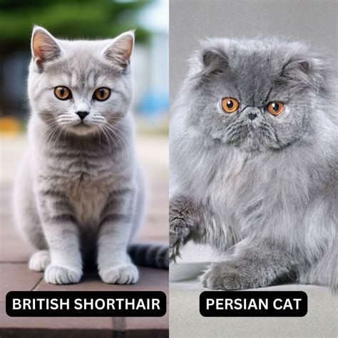 British Shorthair Breed Vs Persian Cat A Comprehensive Comparison To