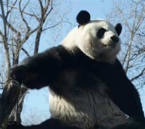 Giant Panda Menglans Yard Fence Has Been Heightened After Many “prison