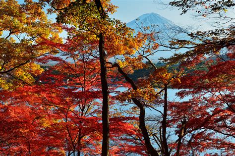 View Of Mountain And Lake Through Autumn Trees