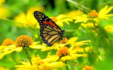 Monarch Butterfly Wallpapers Wallpaper Cave