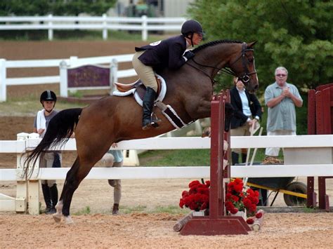 Arabian Jumping Vancouver Horseshow Loves Arabianhorse Sporthorse