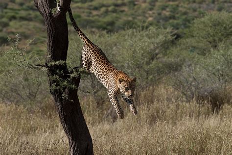 Leopard Jumps Down More Namibia Pictures Pfenn Flickr