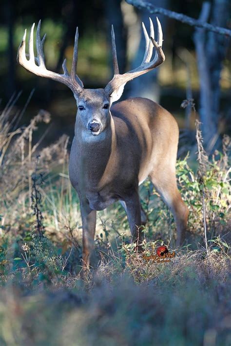 Apple Creek Whitetails Big Whitetail Bucks Whitetail Deer Hunting