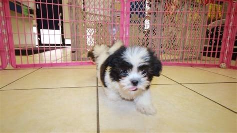 Puppies For Sale Local Breeders Affectionate Malti Tzu Puppies For Sale