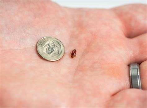 Two Pa Cities In Top 20 Of Orkins Bed Bug Infestation List