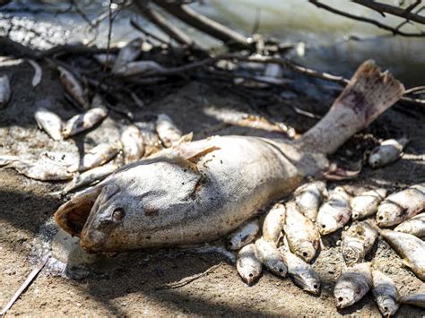 Millions Of Fish Have Been Found Dead In An Australian River Due To Low