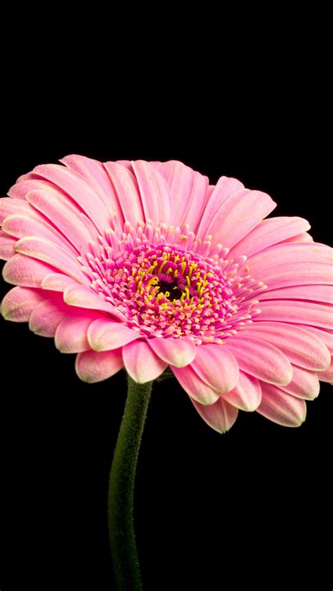 Hd & 4k quality wallpapers no attribution required available on all devices! Pink Daisy Flower 4K Wallpapers | HD Wallpapers | ID #21246