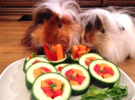 Diy Guinea Pig Sushi