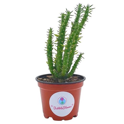 Buy Austrocylindropuntia Subulata Pink Eves Pin Needle Cactus Opuntia