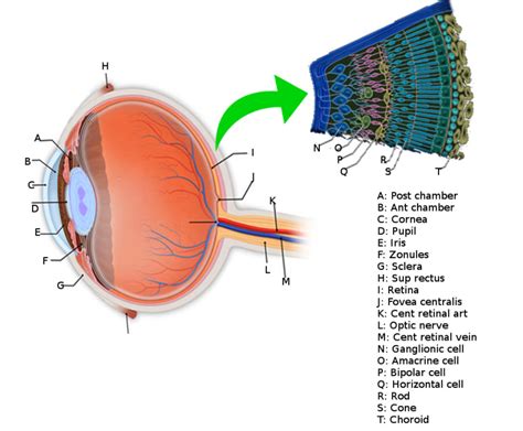 Figure Retina Anatomy Image Courtesy Of Orawan Statpearls Ncbi