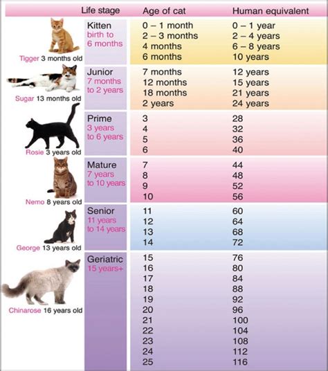 Find out the result now. Feline Aging | NOVA Cat Clinic - Arlington, VA, Cat-Only ...