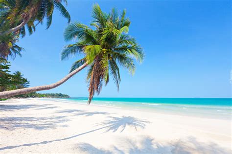 Lato Morze Plaża Palmy Beach Maldives Beach Island Beach