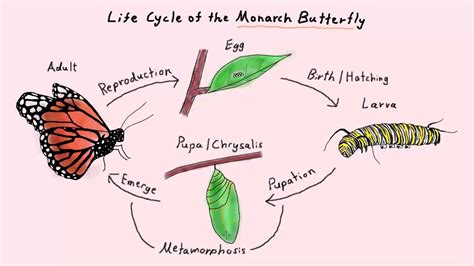 Life Cycle Of The Monarch Butterfly Part 2 K 2 Life Sciences Youtube