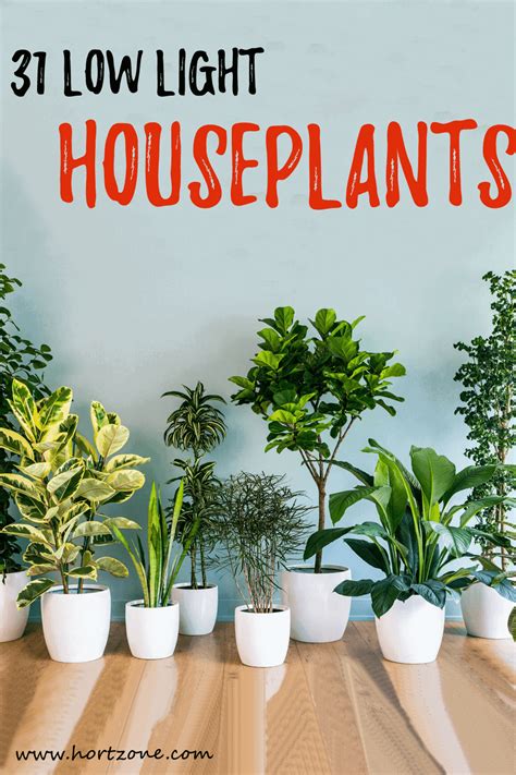 31 Low Light Houseplants That You Shouldnt Miss Out Hort Zone