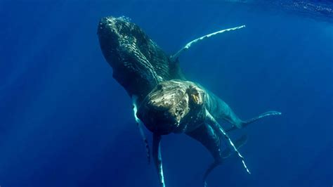 buckelwale erstmals bei gleichgeschlechtlichem sex fotografiert