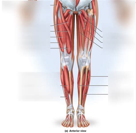 Legs Anterior Diagram Quizlet
