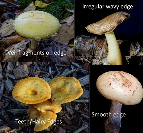 The Abcs Of Identifying Mushrooms Dengarden